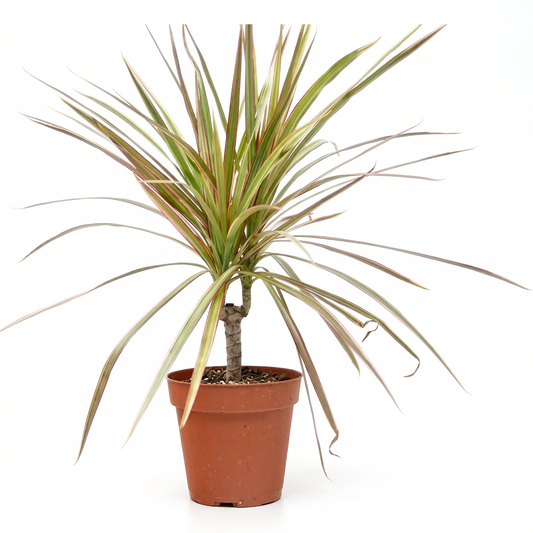 A potted Dracaena ‘red margined ‘commonly known as a variegated dracaena or snake plant, in a classic terracotta-colored plastic nursery pot on a brown surface against a solid grey background.
