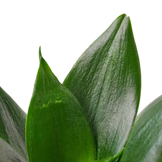 Close-up of draceana snake ‘jade’ plant with green leaves on a white background