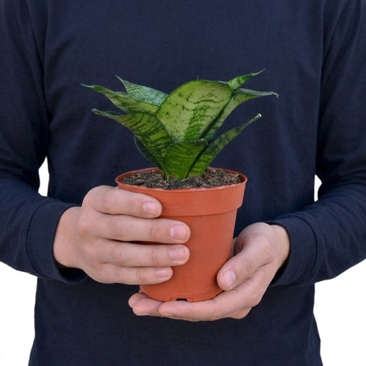 Person wearing a blue shirt holding a Dracaena snake plant black robusta with dark green patterned waxy sword shaped leaves growing in a brown pot.