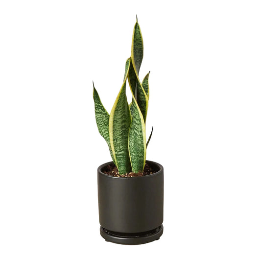 Dracaena Snake Plant Laurentii with dark green leaves and yellow outlines in a black cylindrical pot on a white background.