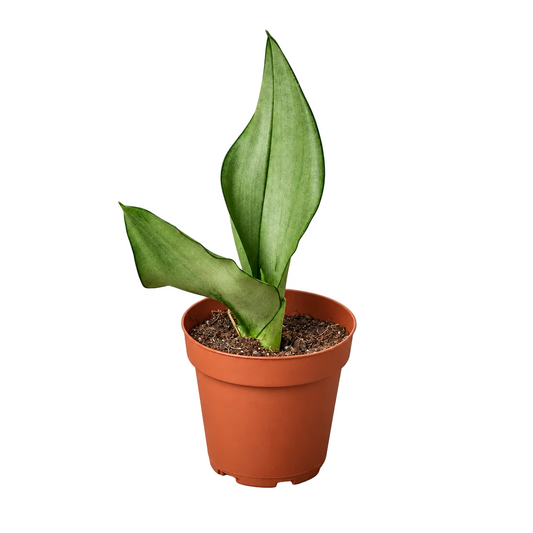 Potted dracaena snake plant ‘moonshine’ with green leaves in a brown pot.