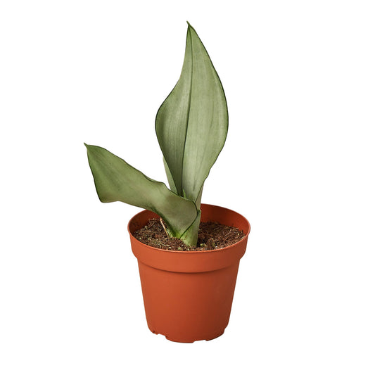 Dracaena Snake Plant Moonshine with unique washed out grayish-green sword-shaped leaves in a brown pot.