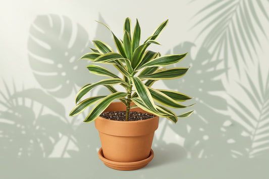 Potted plant with green and yellow leaves on a white background