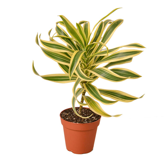 Potted dracaena song of India plant with variegated slender green and yellow leaves in a brown pot on a white background.