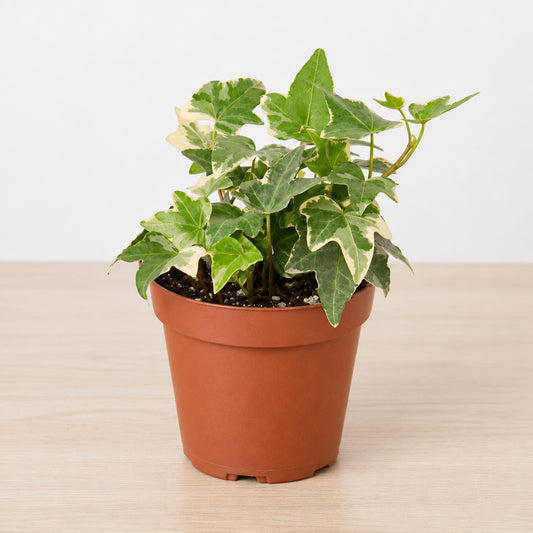 Potted English Ivy ‘Glacier’ plant with green leaves in a brown pot on a white background
