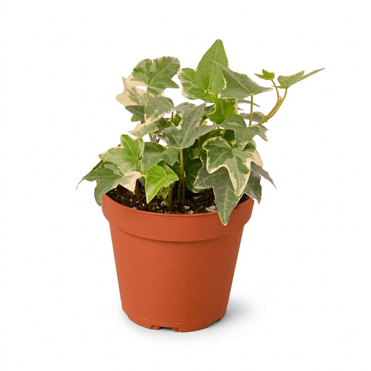 Potted English Ivy ‘Glacier’ trailing plant with green leaves in a brown pot on a white background