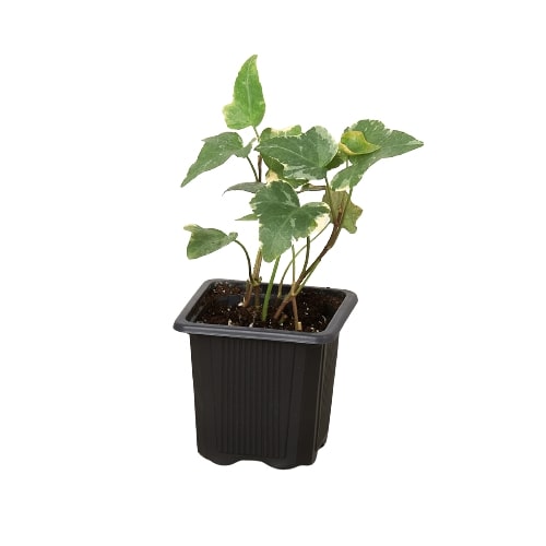 Close up of a potted English Ivy ‘Glacier’ plant with green leaves