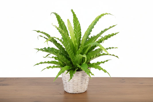 Fern 'Bird's Nest Hurricane'