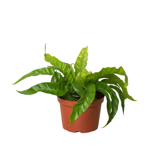 A lush green Bird's Nest Fern with green wavy like compact leaves in a brown plastic pot on a white background.