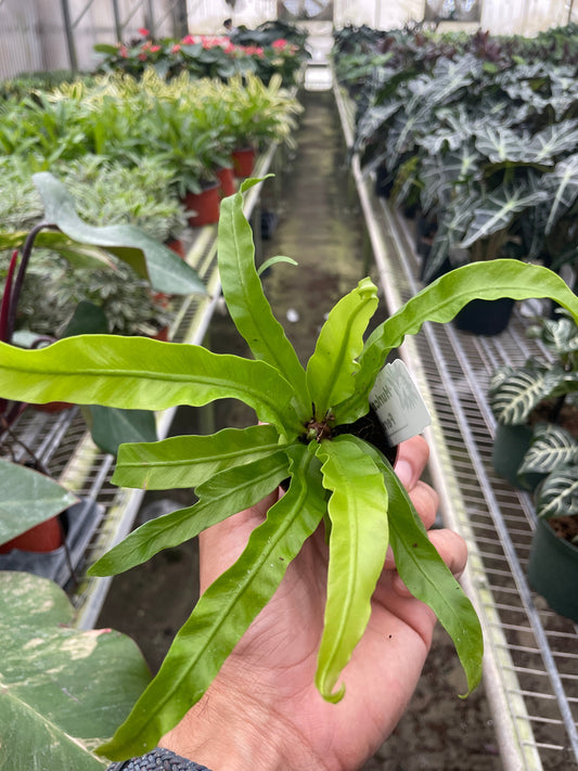 Hand holding a young fern birds nest hurricane plant with small green long fronds in a greenhouse filled with various plants in the background.