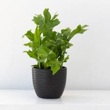 Fern 'Green Flame'