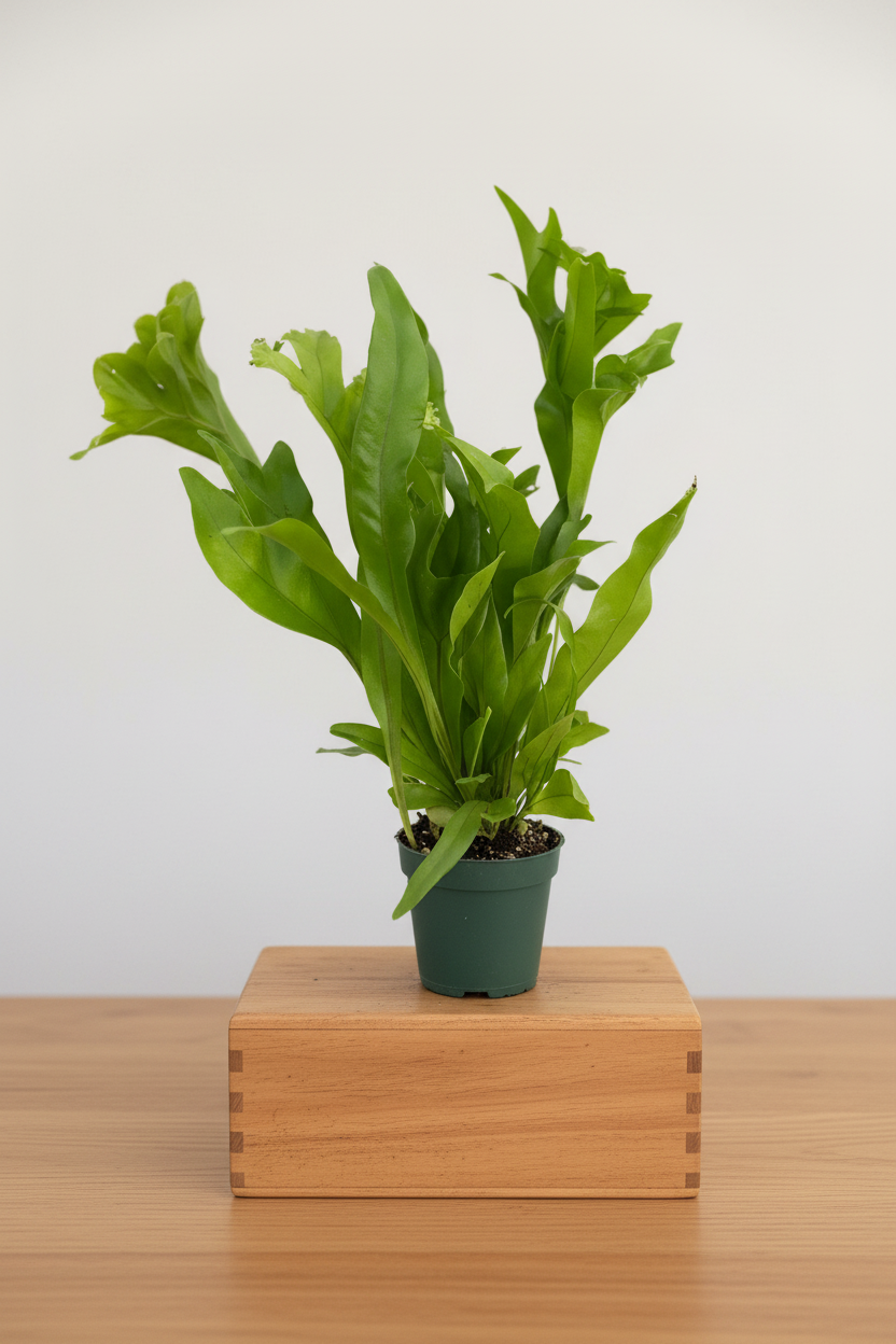 Large plant with large leaves sitting on wood box on a brown table with white background