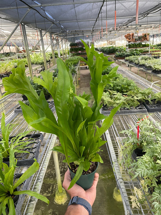 Hand holding a potted green flame fern pet safe indoor plant growing in a green pot with wavy lobed green leaves in a greenhouse with rows of plants.