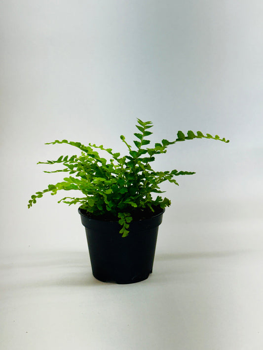 Potted lemon button fern plant with small green fronds in a small black pot on a white background.