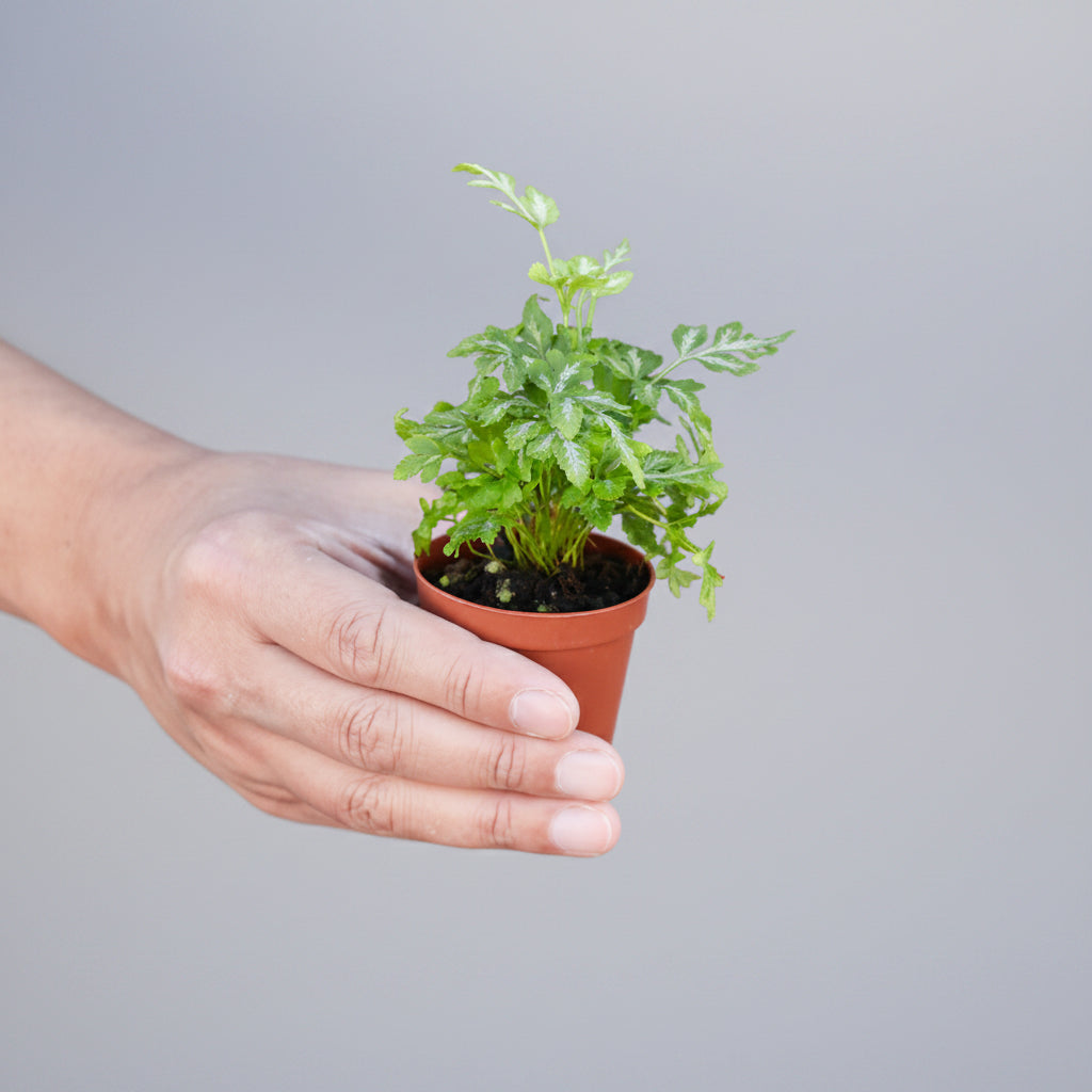 Hand holding a small potted plant on a white background