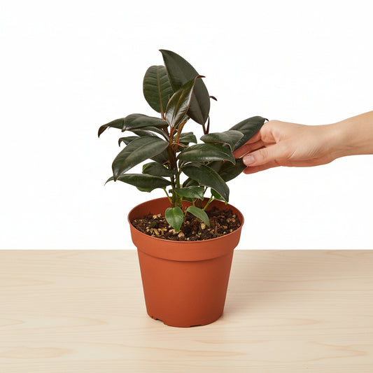Potted plant with green leaves on a white background