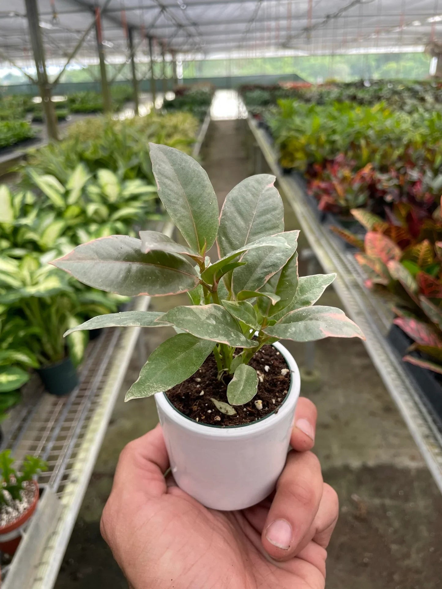 Hand holding a small potted plant in a greenhouse setting