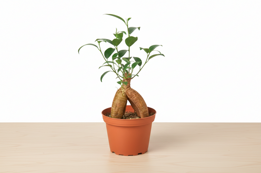 Potted plant with a unique root system on a white background