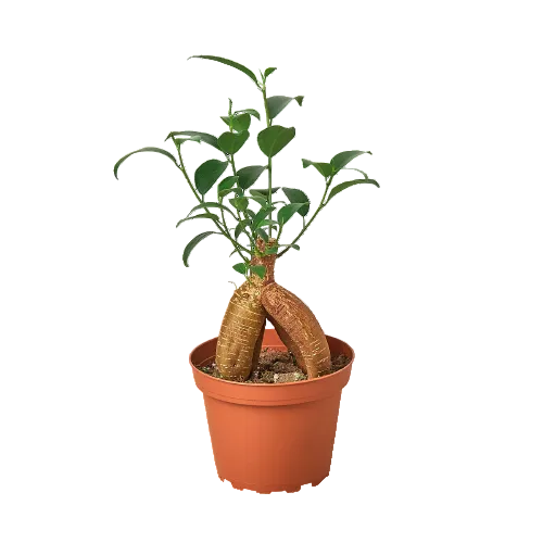 Potted plant ficus ‘ginseng’ plant with a thick root with green leaves in a small brown pot.