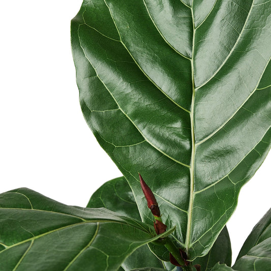 Close-up of a green leaf with a white background