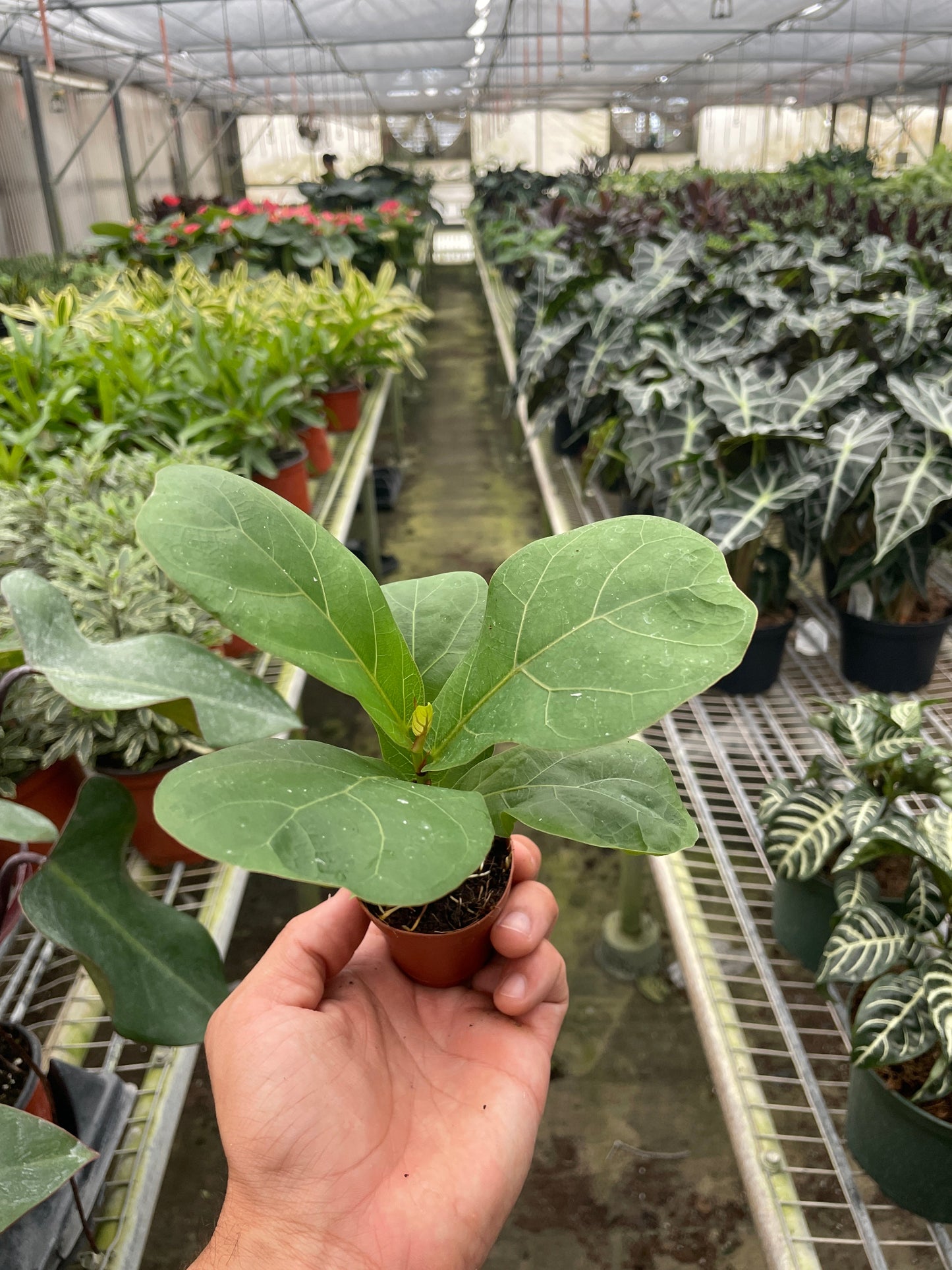 Hand holding a small potted plant in a greenhouse filled with various plants.