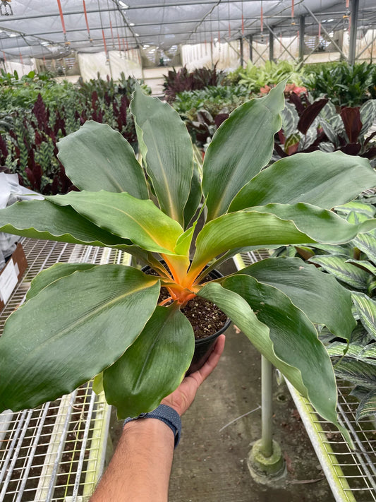 A hand holding a fire flash spider plant with big thick green leaves with bright orange petioles and midribs in a black pot in a greenhouse setting.