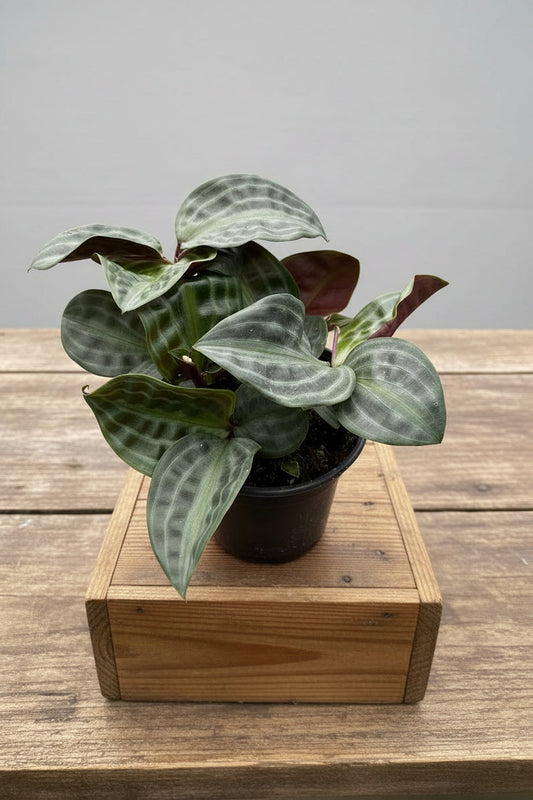 A potted plant with striped leaves sitting on a wood box on a brown wood table