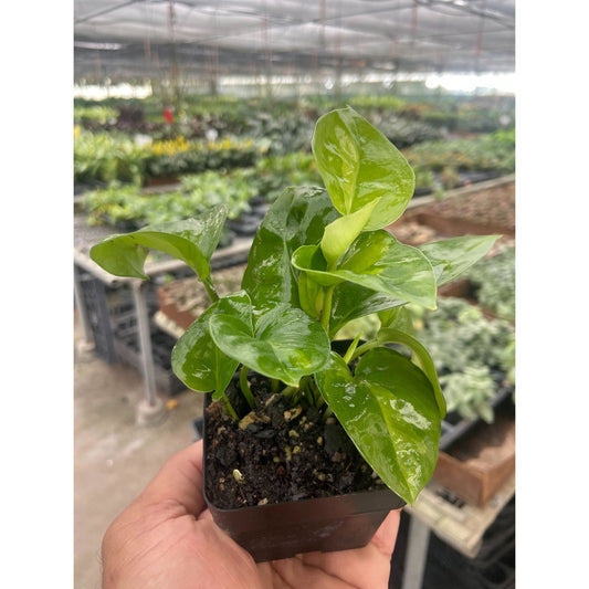 A hand holding a small ‘global green’ pothos with green on green variegated leaves in a small pot in a green house setting.