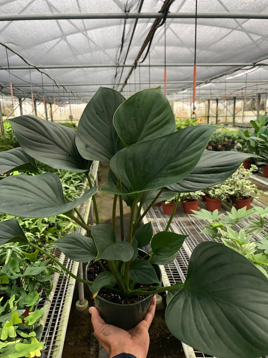 Hand holding a large homalomena emerald gem plant with large compact green heart shaped leaves in a nursery pot in a greenhouse setting with other plants on the background.