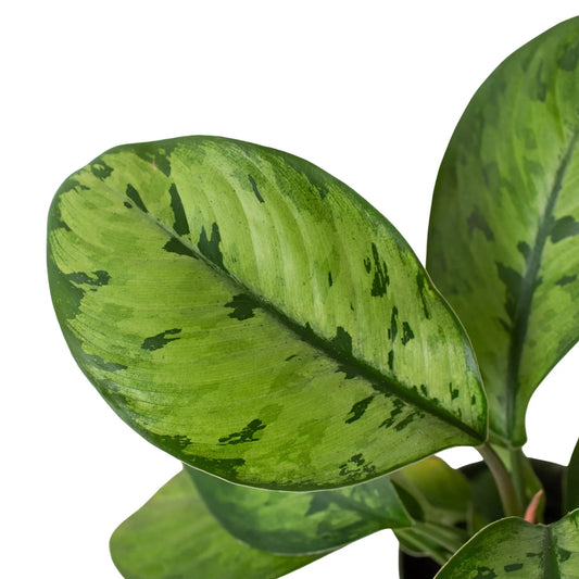 Close-up of a green leaf with variegation on a white background