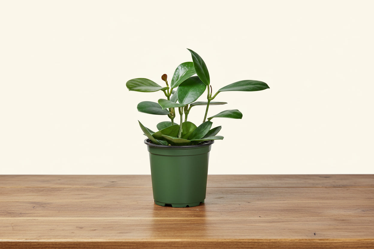 Small green pet-friendly houseplant in a dark green plastic pot on a wooden surface.