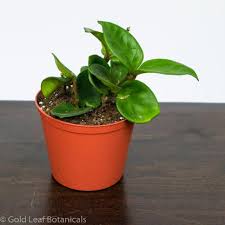 Small green Hoya plant in a terracotta-colored pot on a dark wooden surface.