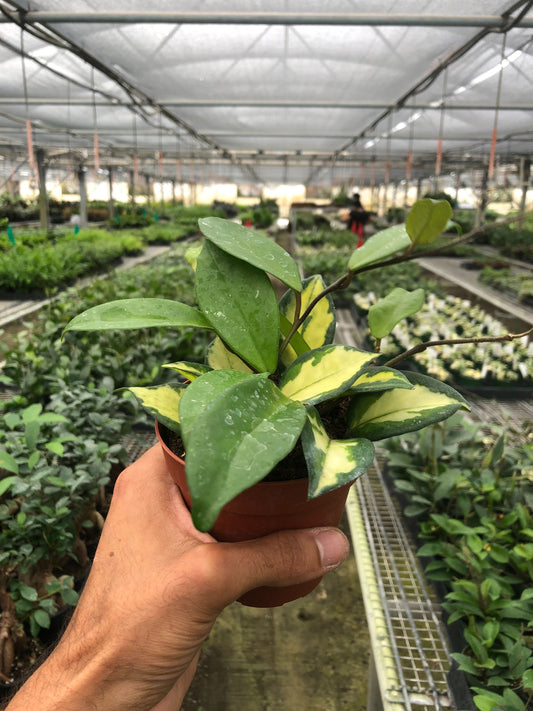 Hand holding a small Hoya Carnosa 'Krimson Princess' plant with green and yellow variegated leaves in a brown pot.