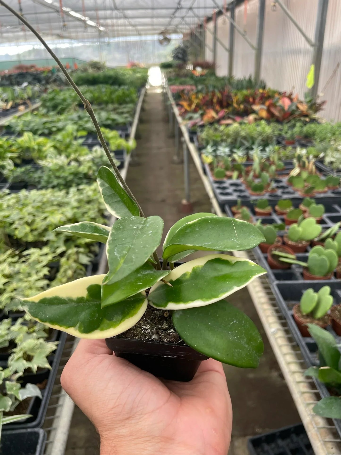 Hand holding a small Hoya Carnosa 'Tricolor' plant with green and creamy white variegated leaves in a black pot.