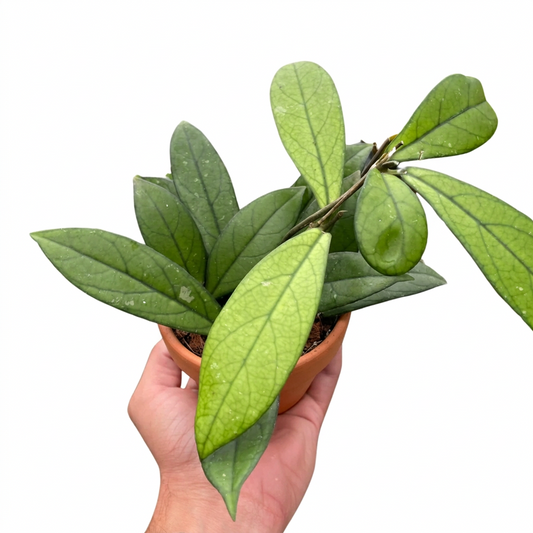 Hand holding a hoya crassipetiolata wax plant with green tase drop shaped leaves training outside the brown pot.