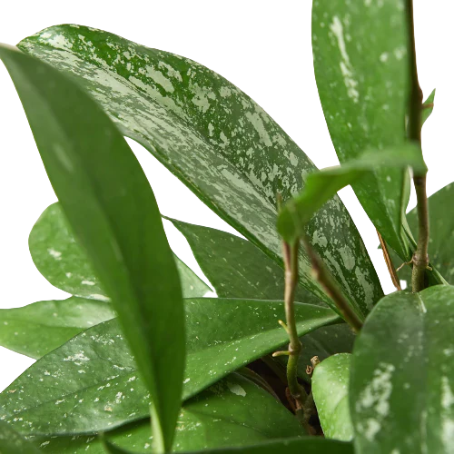 Hoya Publicalyx plant with deep green, lanceolate leaves mottled with silvery variegation.