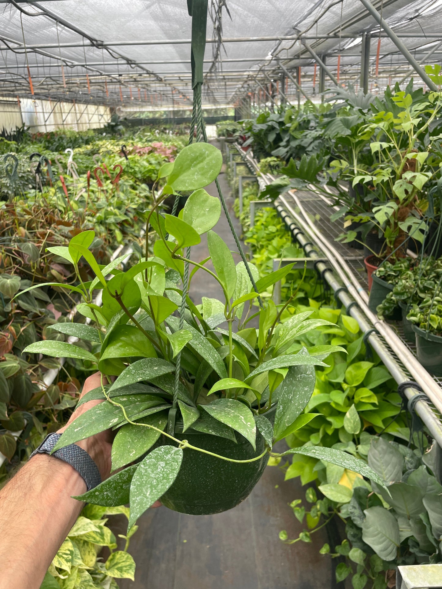 Hoya Publicalyx wax plant with deep green, silvery-mottled leaves in a dark green hanging pot.