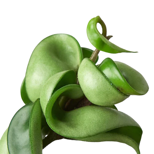 Close-up of a Hoya Hindu Rope plant with thick, twisted, curly green leaves.
