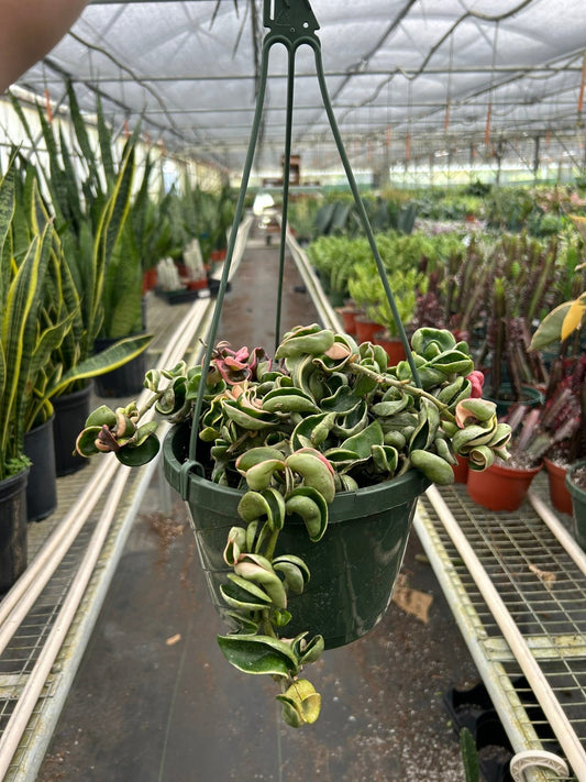 Hoya rope variegated plant with twisted curry wax leaves trailing down a green hanging basket in a greenhouse setting.