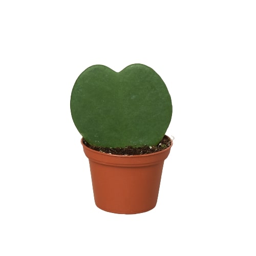Single green heart-shaped Hoya Sweetheart leaf in a small brown pot.