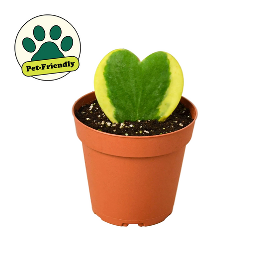 A heart-shaped green Hoya ‘sweetheart’ variegated succulent plant with yellow variegation, potted in a terracotta-colored plastic nursery pot and a pet friendly badge.