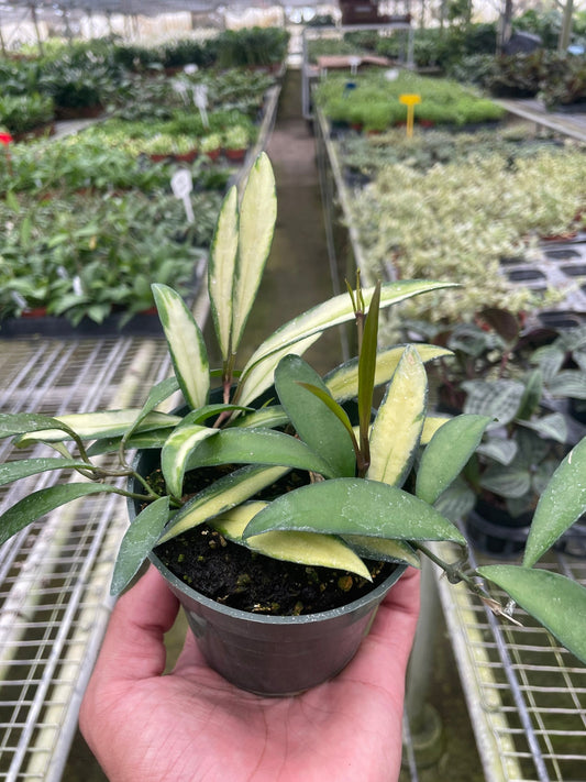 Hand holding a potted hoya wayetii variegated trailing wax plant with green and cream variegated wax leaves in a black pot in a greenhouse setting.