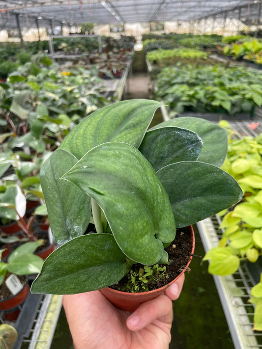 A potted ‘jade satin’ pothos plant with semi glossy green leaves in a brown pot in a greenhouse setting.