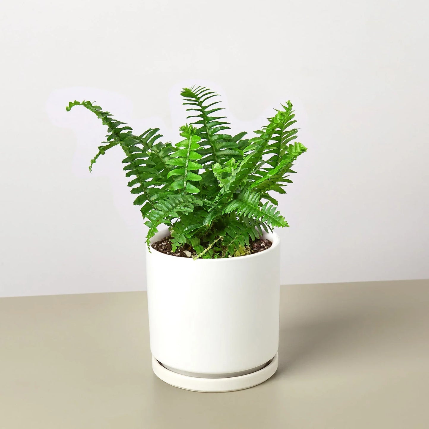 Lush Jester's Crown Fern in a white ceramic pot with a matching saucer.