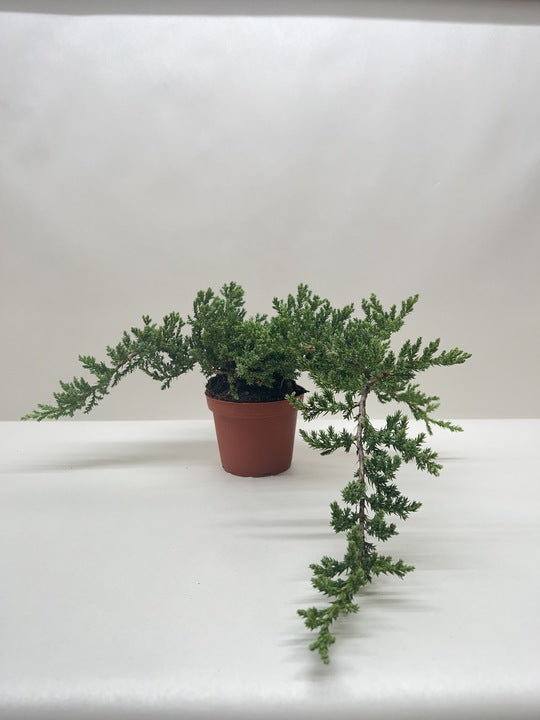 Juniper Bonsai Tree