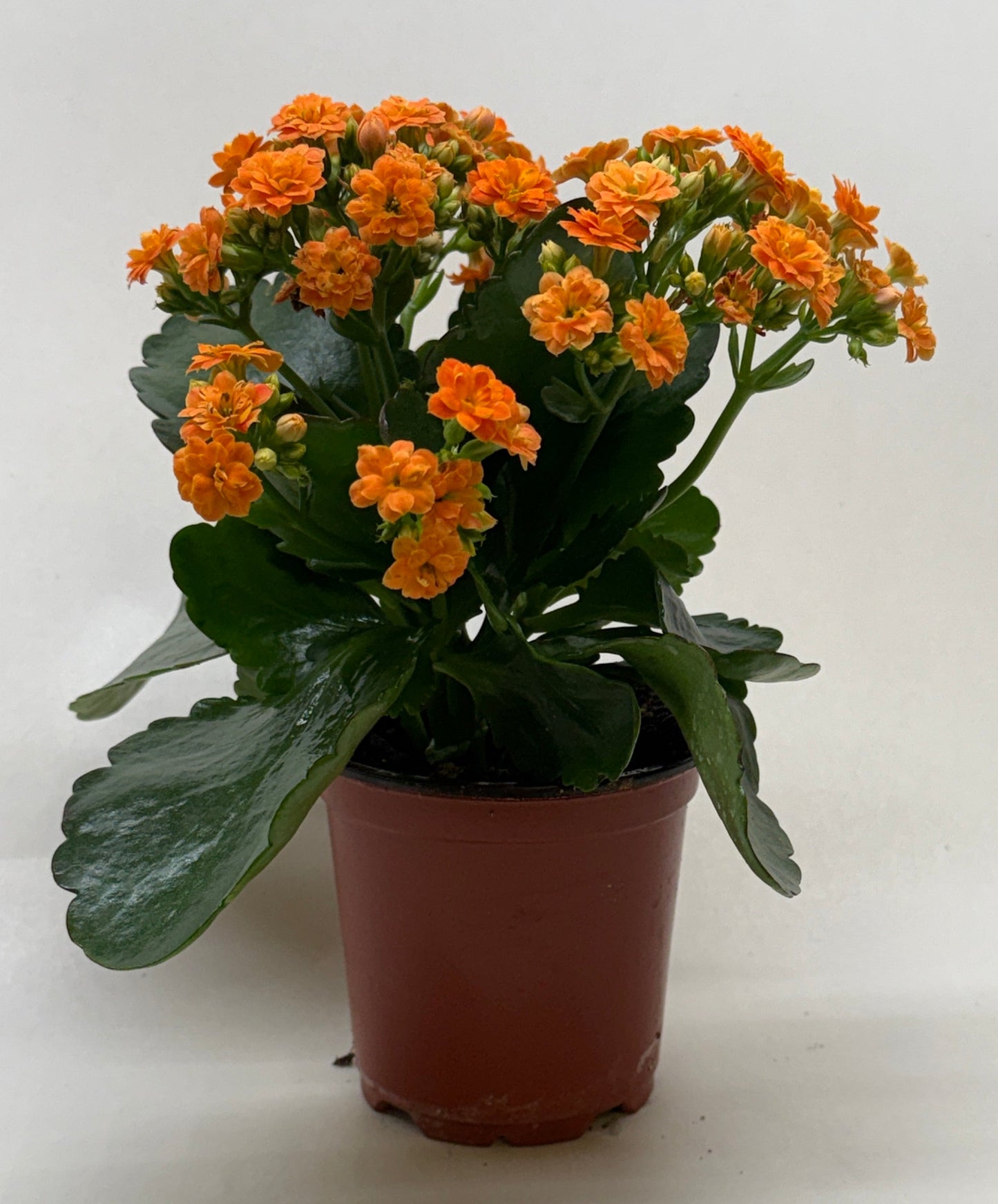 Compact Kalanchoe 'Blossfeldiana' plant with vibrant orange blooms in a brown pot.
