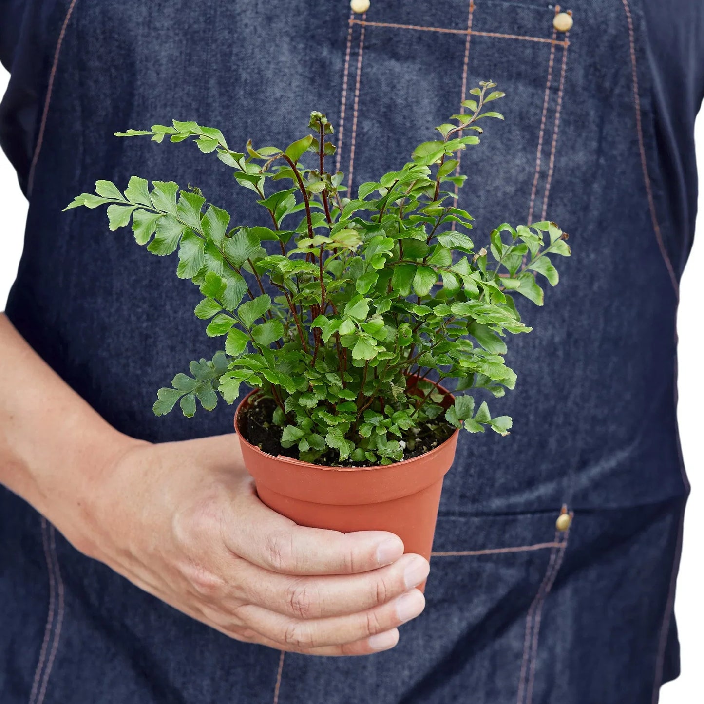 Mahogany Fern (Didymochlaena truncatula)