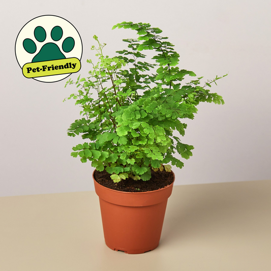 Lush green Maidenhair Fern in a brown pot with a "Pet-Friendly" paw print label.
