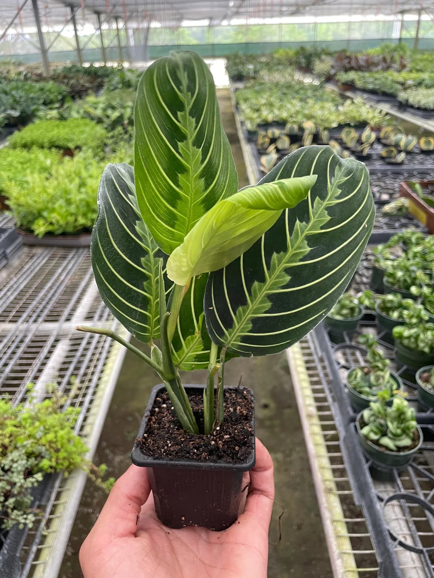 Maranta 'Lemon Lime' prayer plant with bright lime green and deep green feathered leaves in a nursery pot.