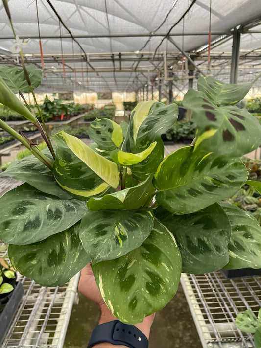 Variegated Maranta 'Beauty Kim' prayer plant with medium green leaves, chocolate spots, and creamy white to yellow variegation.